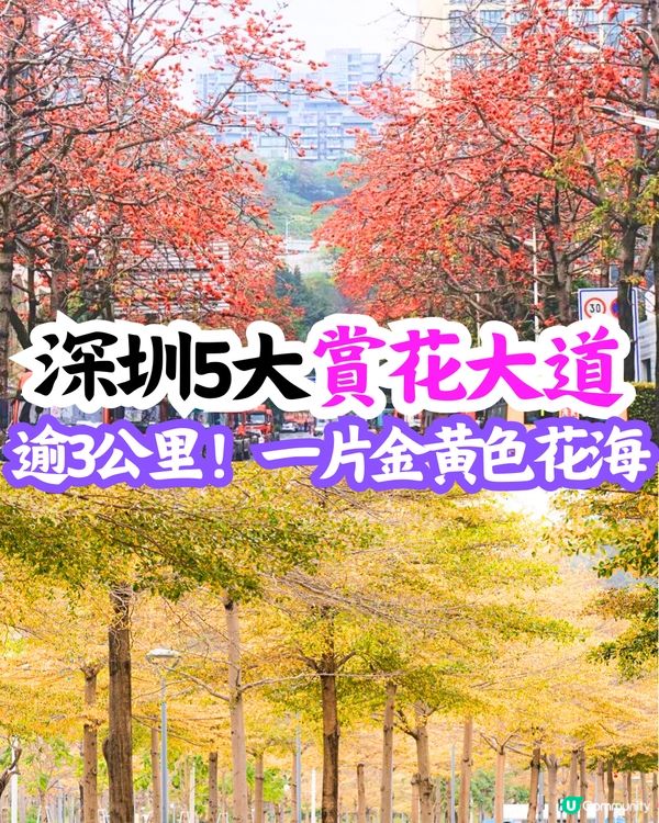 深圳5大賞花大道📸逾3公里！一片金黃色花海😍附地址+交通教學‼️