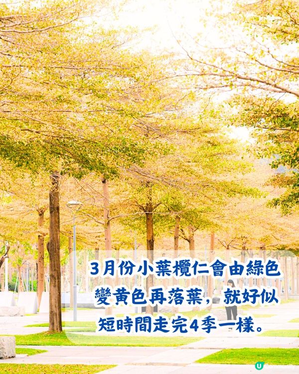 深圳5大賞花大道📸逾3公里！一片金黃色花海😍附地址+交通教學‼️