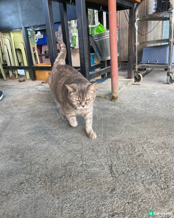 一年一度西貢海藝術 鹽田梓食茶果
