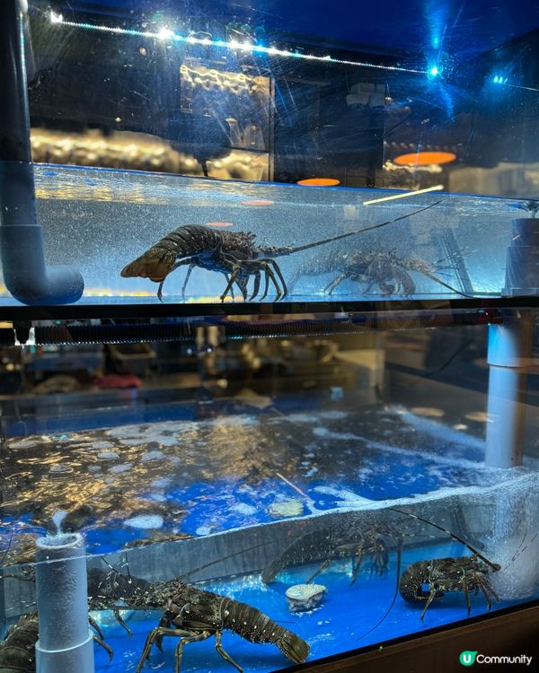 唯美星空夜景西餐廳🌌情侶閨蜜打卡首選