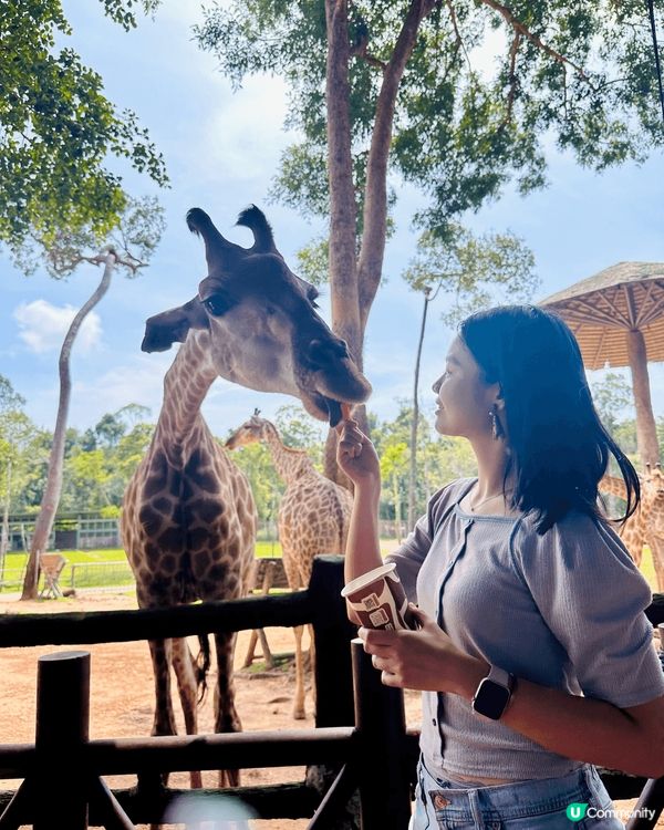 想同大家介紹最近最熱門?旅遊地方越南富國島，入邊有一個景點動...