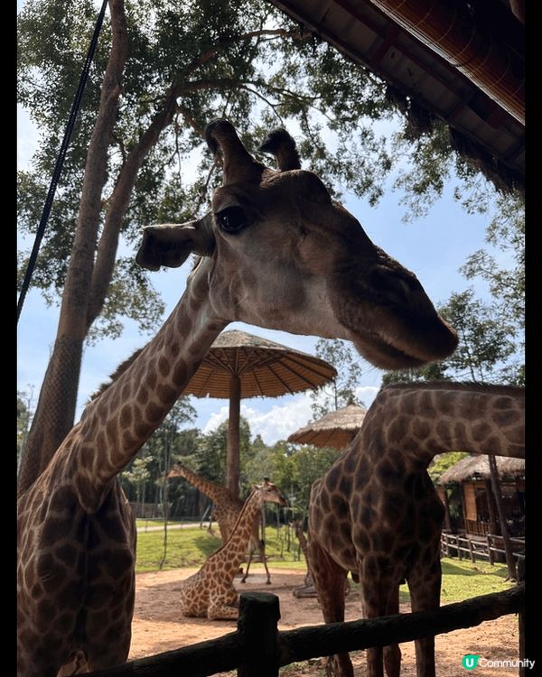 想同大家介紹最近最熱門?旅遊地方越南富國島，入邊有一個景點動...