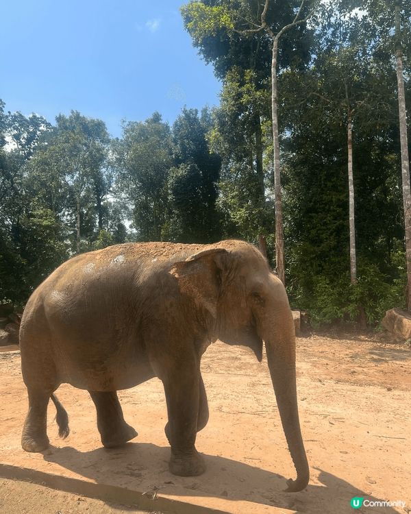 想同大家介紹最近最熱門?旅遊地方越南富國島，入邊有一個景點動...
