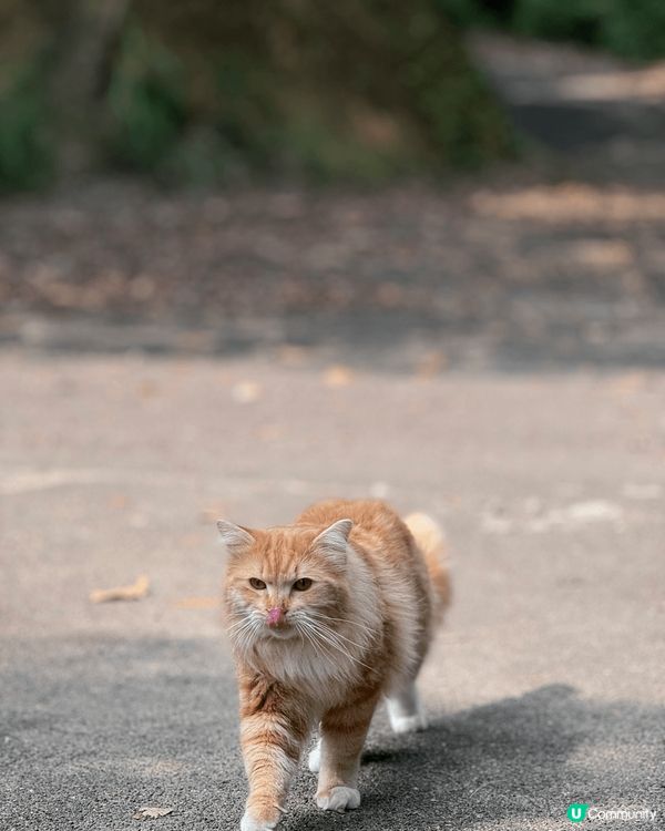 香港版千島湖，係大欖涌水塘。覺得係香港?個儲水塘?特色，沿途...