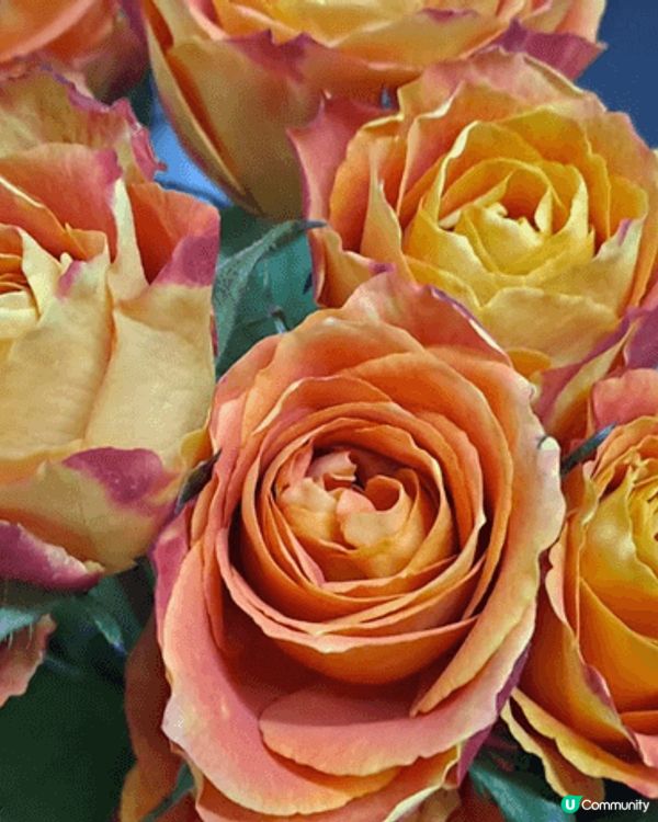 酸菜魚勁流行。花顏色新奇。酒店新開