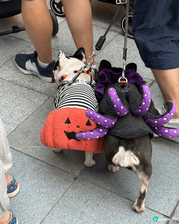 啟德Airside九龍城寨寵物友善市集，貓仔狗仔兔仔都以萬聖...