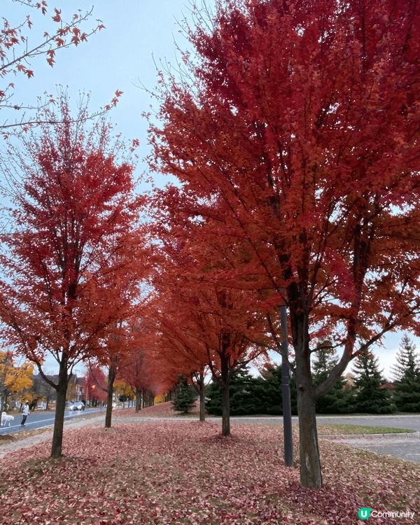 加拿大的??,有各种色彩,非常美?,?境舒服,值得一去