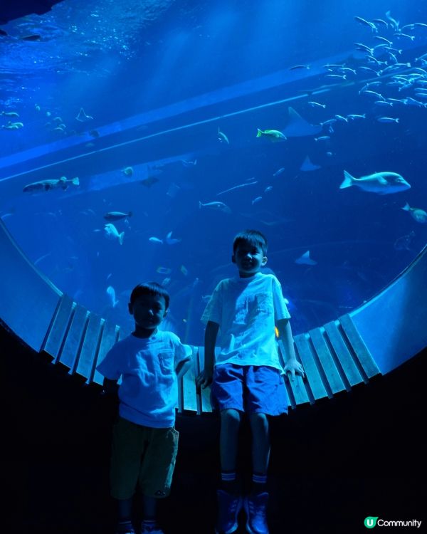 沖繩DMM Kariyushi 水族館 靚到好似藝術館咁，每...