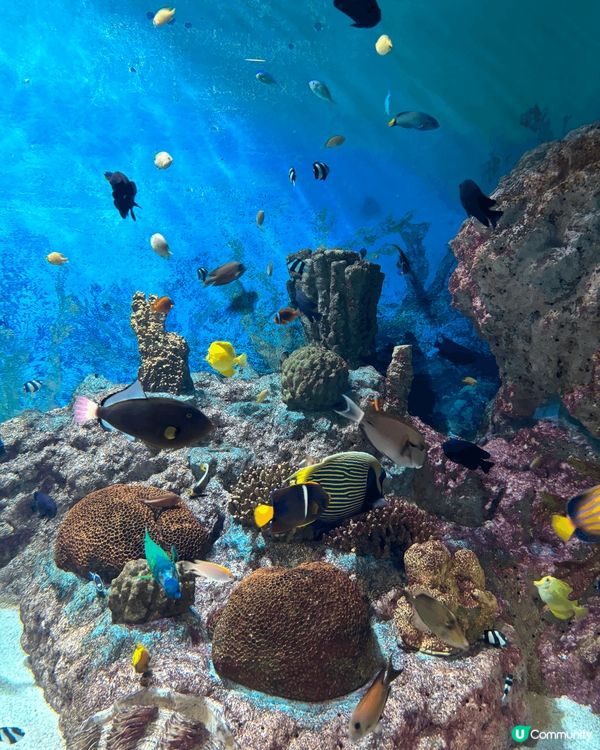 韓國Coex starfield mall星空商場裏面的大型...