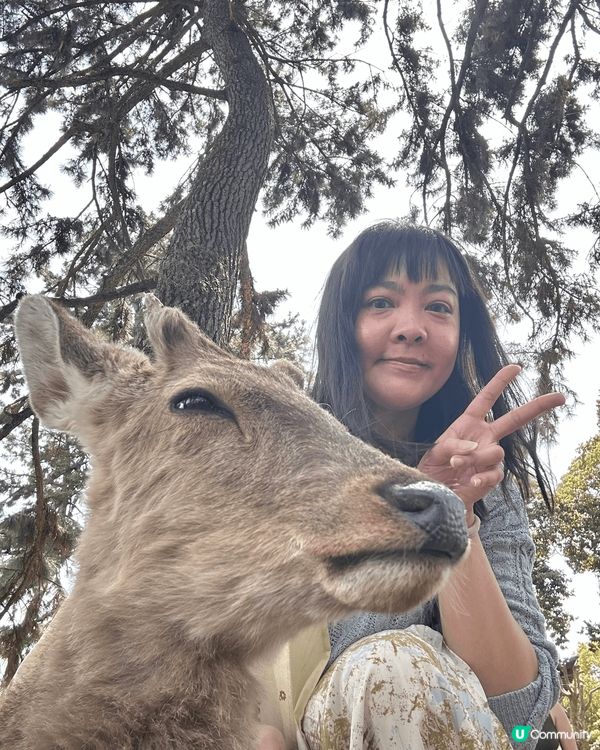 人人都知的奈良鹿公園 除了餵小鹿 跟他們來過不同的打卡，角度...