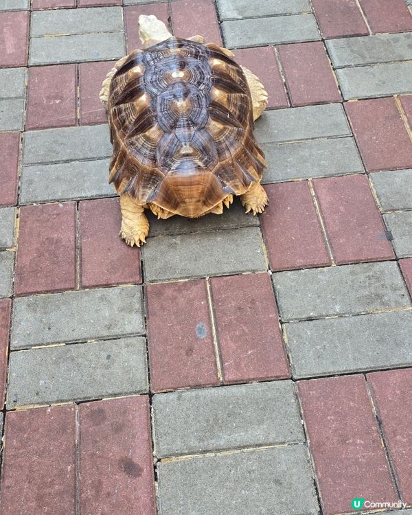 #毛孩洗白白 可愛大烏龜