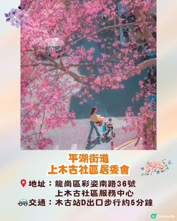 深圳異木棉打卡地4大推介🌸1公里花海河畔長廊/絕美小森林公園🚗附交通資訊