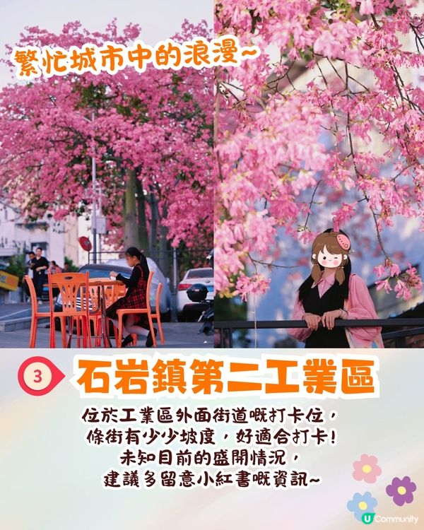 深圳異木棉打卡地4大推介🌸1公里花海河畔長廊/絕美小森林公園🚗附交通資訊