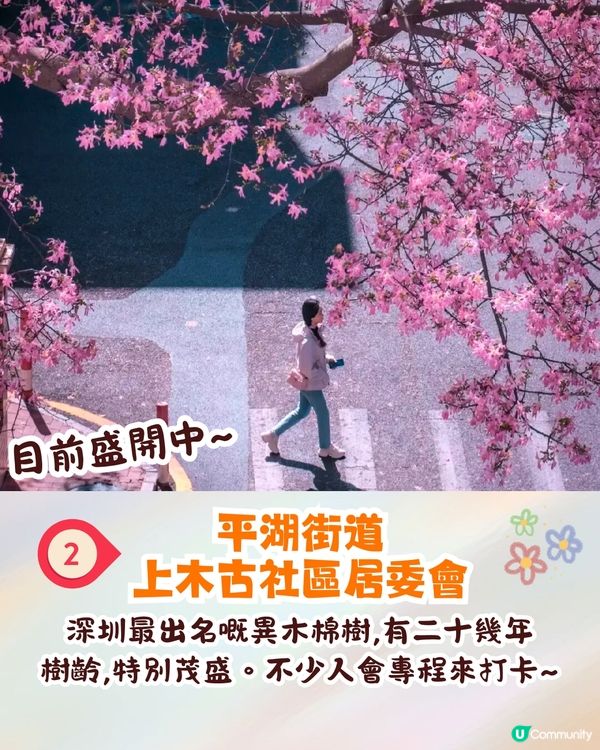 深圳異木棉打卡地4大推介🌸1公里花海河畔長廊/絕美小森林公園🚗附交通資訊