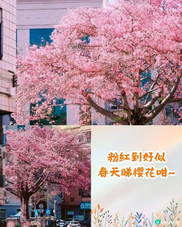 深圳異木棉打卡地4大推介🌸1公里花海河畔長廊/絕美小森林公園🚗附交通資訊