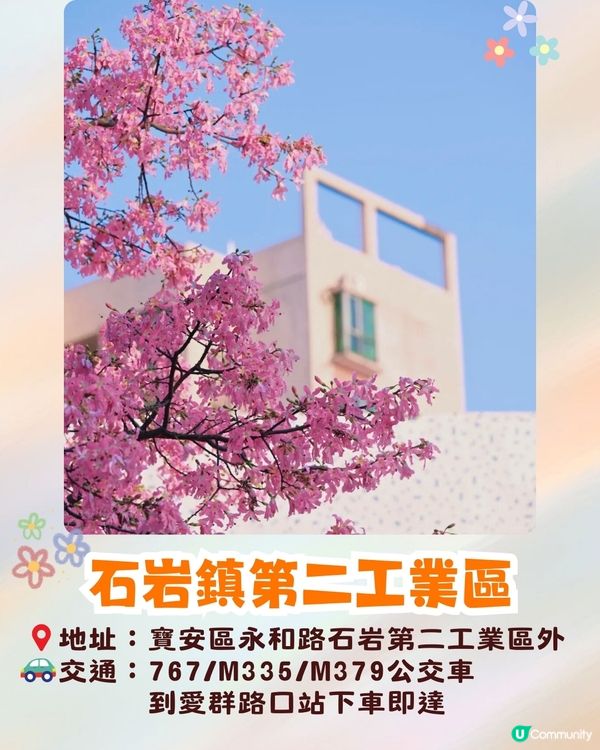 深圳異木棉打卡地4大推介🌸1公里花海河畔長廊/絕美小森林公園🚗附交通資訊