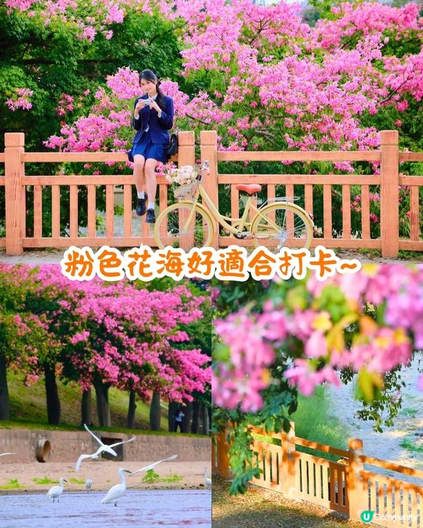 深圳異木棉打卡地4大推介🌸1公里花海河畔長廊/絕美小森林公園🚗附交通資訊