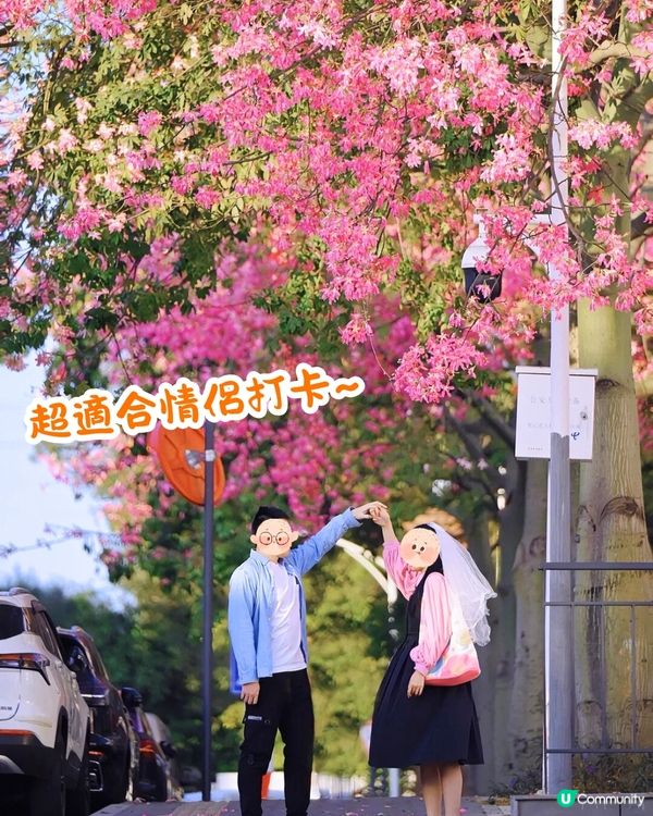 深圳異木棉打卡地4大推介🌸1公里花海河畔長廊/絕美小森林公園🚗附交通資訊