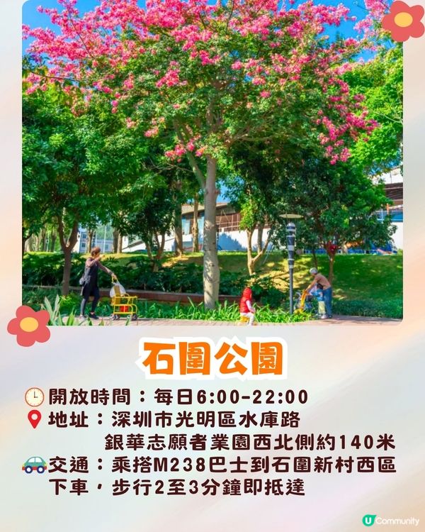 深圳異木棉打卡地4大推介🌸1公里花海河畔長廊/絕美小森林公園🚗附交通資訊