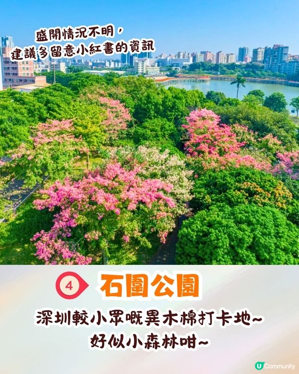 深圳異木棉打卡地4大推介🌸1公里花海河畔長廊/絕美小森林公園🚗附交通資訊
