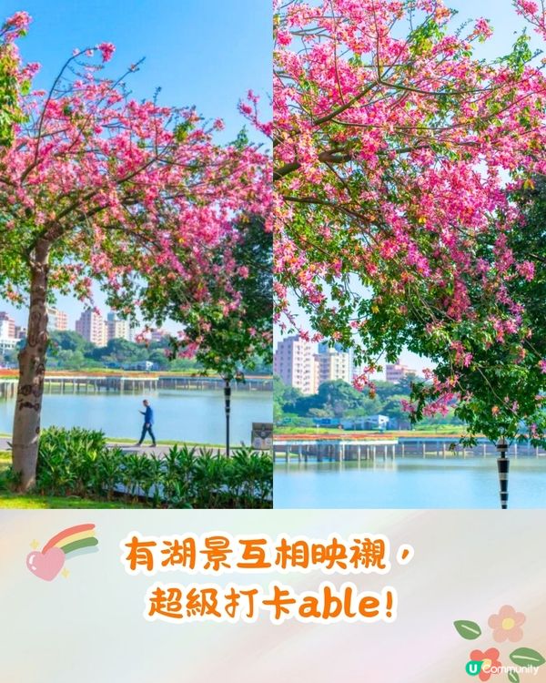 深圳異木棉打卡地4大推介🌸1公里花海河畔長廊/絕美小森林公園🚗附交通資訊