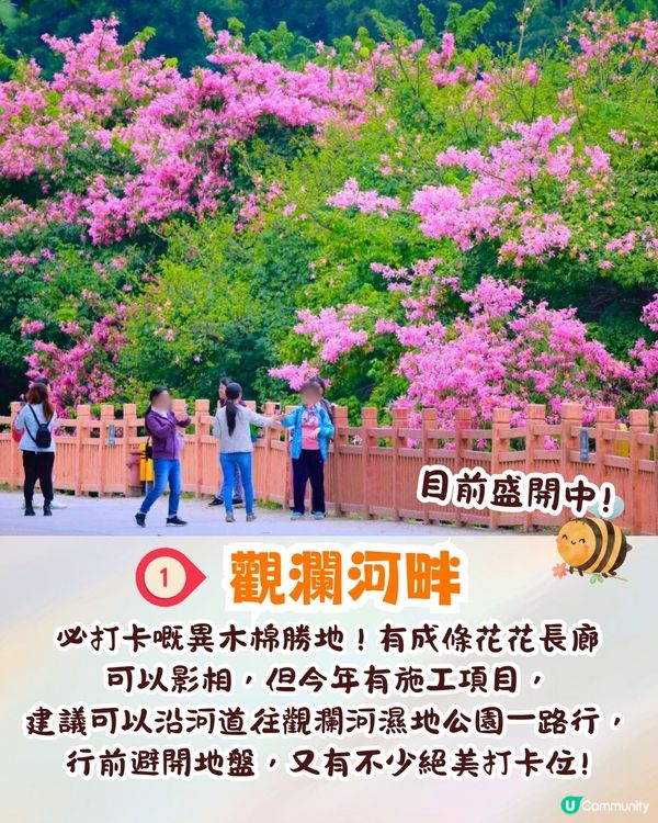 深圳異木棉打卡地4大推介🌸1公里花海河畔長廊/絕美小森林公園🚗附交通資訊