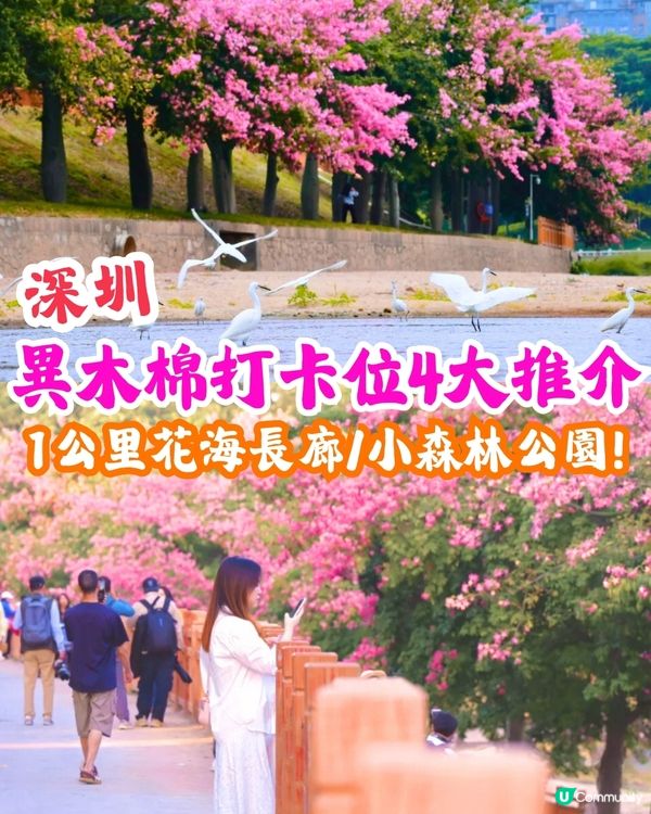 深圳異木棉打卡地4大推介🌸1公里花海河畔長廊/絕美小森林公園🚗附交通資訊