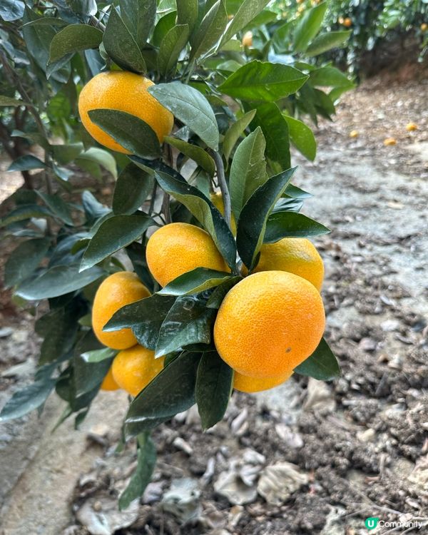 路過行過不知名果園進入參觀