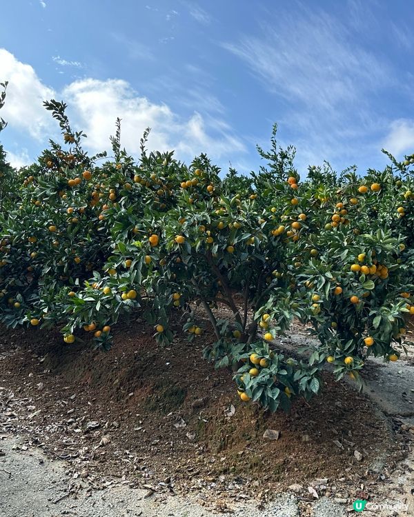 路過行過不知名果園進入參觀