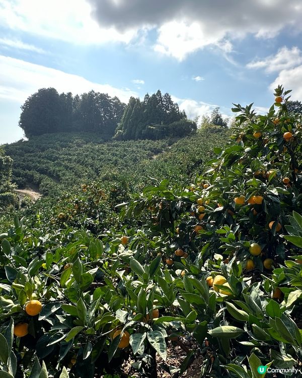 路過行過不知名果園進入參觀