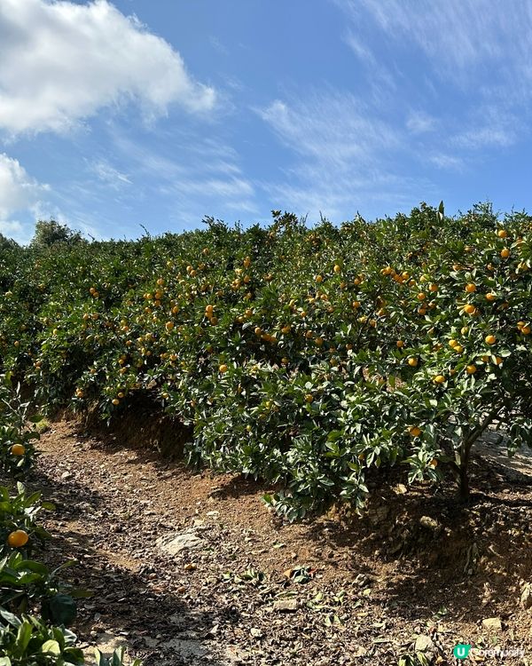 路過行過不知名果園進入參觀