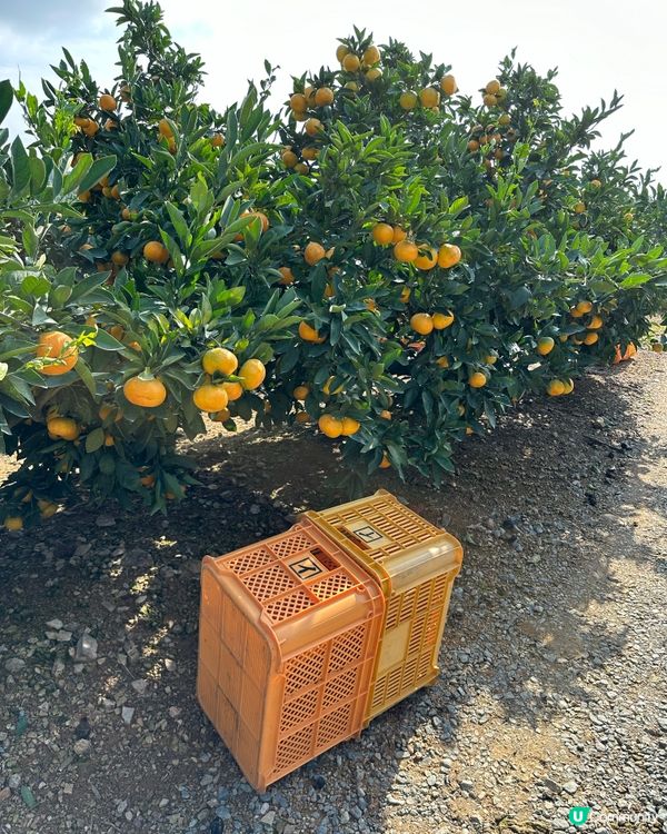 路過行過不知名果園進入參觀