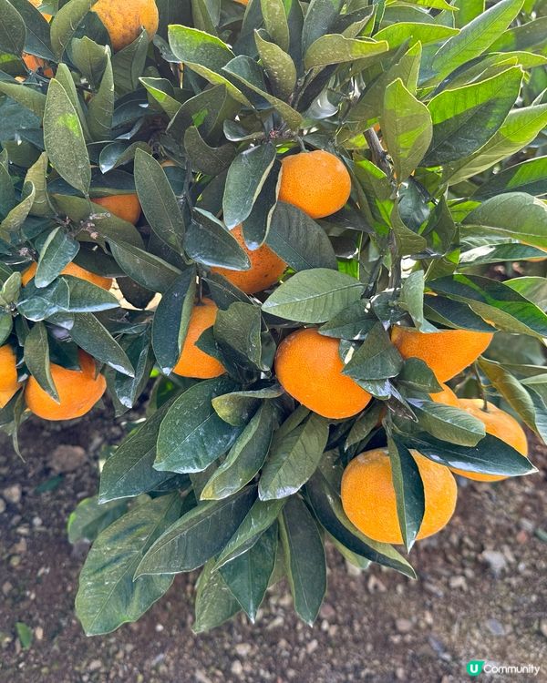 路過行過不知名果園進入參觀