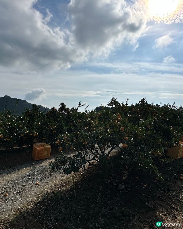 路過行過不知名果園進入參觀