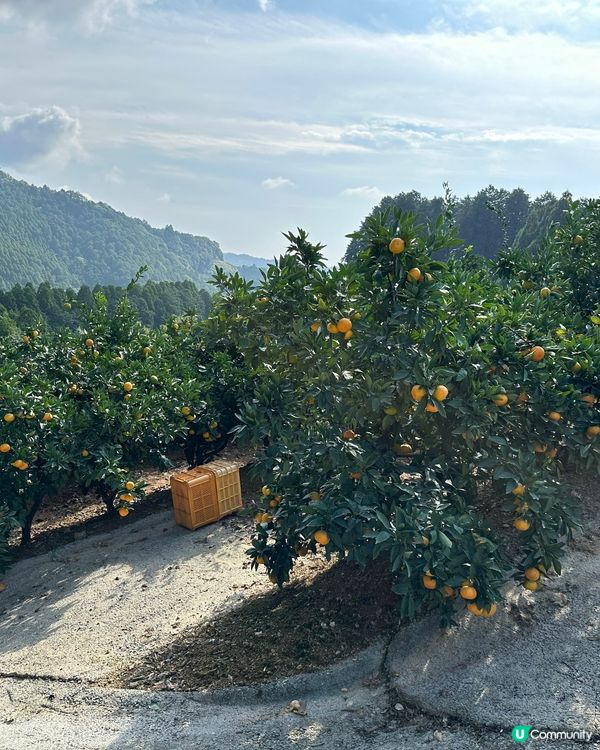 路過行過不知名果園進入參觀