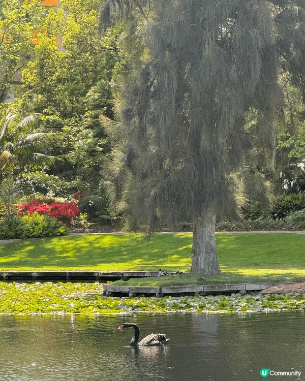 西澳珀斯的風景極美，十分休閒，放鬆身心，龍蝦包很美味。
