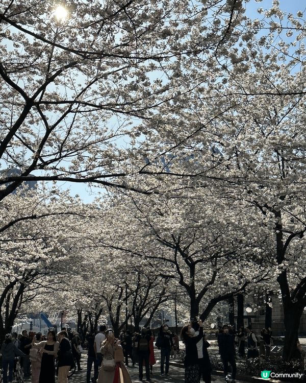 日本東京日本橋江户櫻通，短短近400公尺的櫻花通，在當地有著...