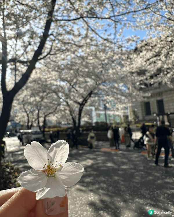 日本東京日本橋江户櫻通，短短近400公尺的櫻花通，在當地有著...