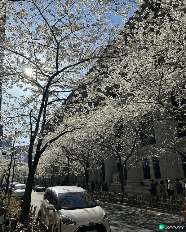 日本東京日本橋江户櫻通，短短近400公尺的櫻花通，在當地有著...