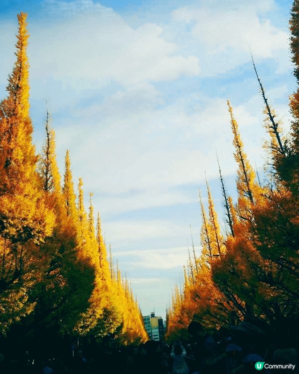 🇯🇵11月中打後去東京一定唔好錯過明治神宮外苑前'銀杏並木'...