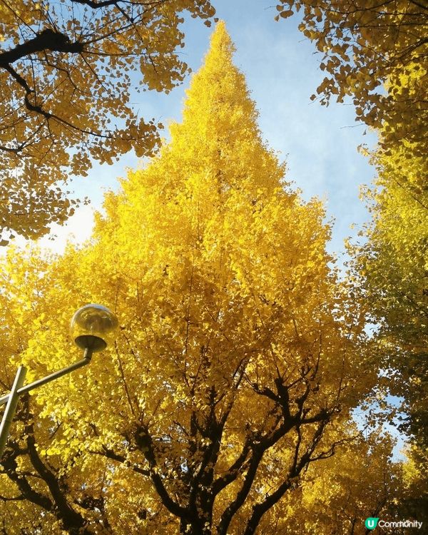 🇯🇵11月中打後去東京一定唔好錯過明治神宮外苑前'銀杏並木'...