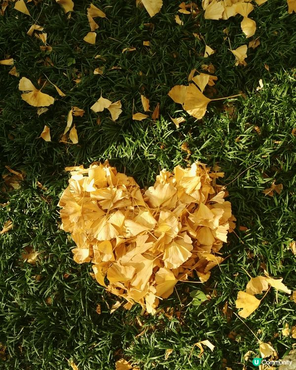 🇯🇵11月中打後去東京一定唔好錯過明治神宮外苑前'銀杏並木'...