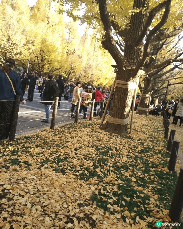 🇯🇵11月中打後去東京一定唔好錯過明治神宮外苑前'銀杏並木'...