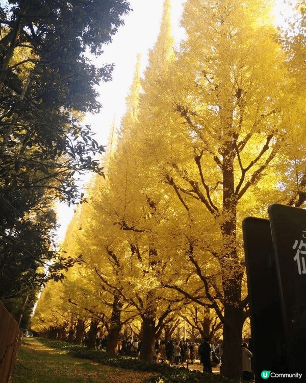 🇯🇵11月中打後去東京一定唔好錯過明治神宮外苑前'銀杏並木'...