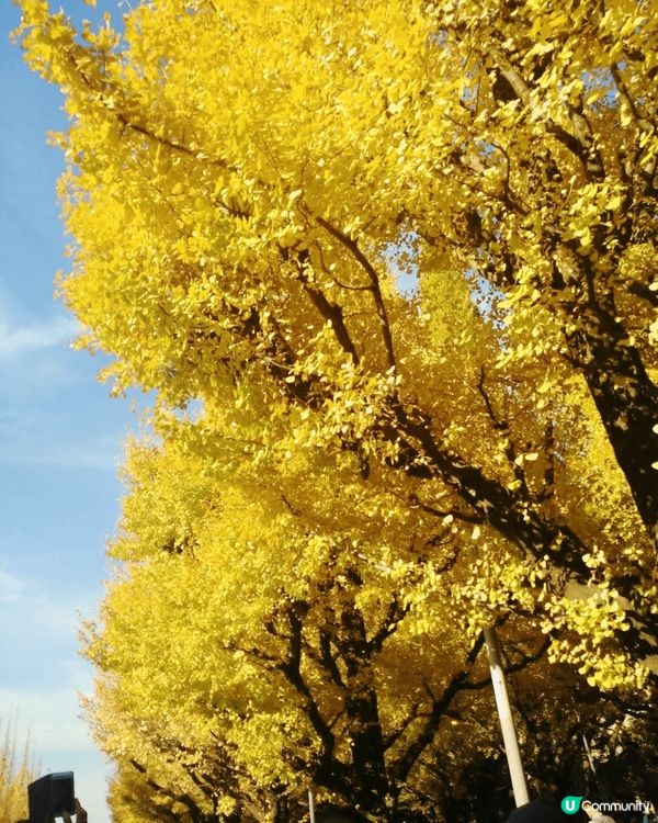 🇯🇵11月中打後去東京一定唔好錯過明治神宮外苑前'銀杏並木'...