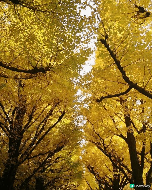 🇯🇵11月中打後去東京一定唔好錯過明治神宮外苑前'銀杏並木'...