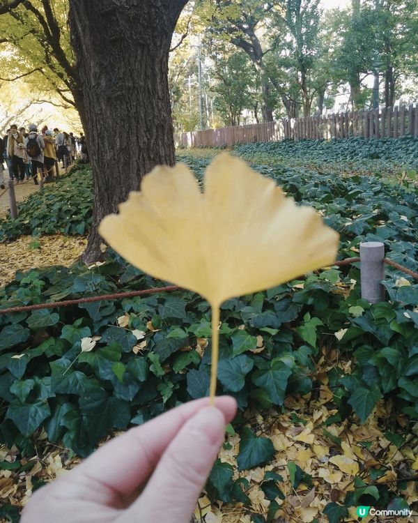 🇯🇵11月中打後去東京一定唔好錯過明治神宮外苑前'銀杏並木'...