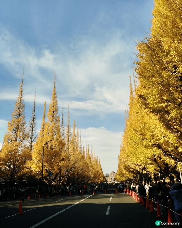 🇯🇵11月中打後去東京一定唔好錯過明治神宮外苑前'銀杏並木'...