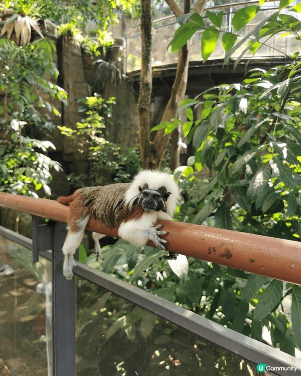 台灣之旅，有日本殖民時期遺留裝飾的咖啡館食黑糖布丁，去深坑老...