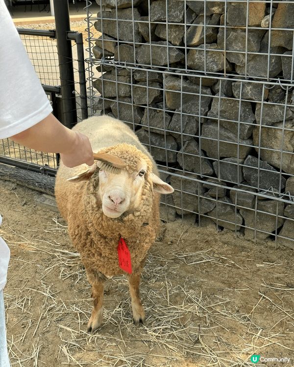 推薦去日本八户動物園，嗰度啲羊好得意，仲要有北極熊睇添，哈哈...